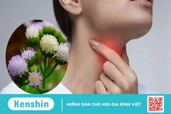 16 tác dụng của hoa cứt lợn và bài thuốc chữa viêm xoang hiệu quả