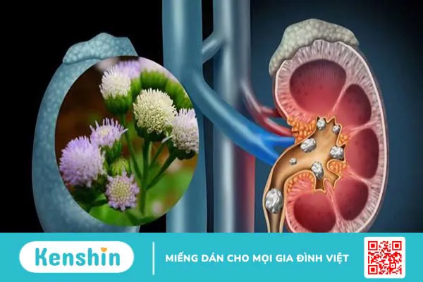 16 tác dụng của hoa cứt lợn và bài thuốc chữa viêm xoang hiệu quả