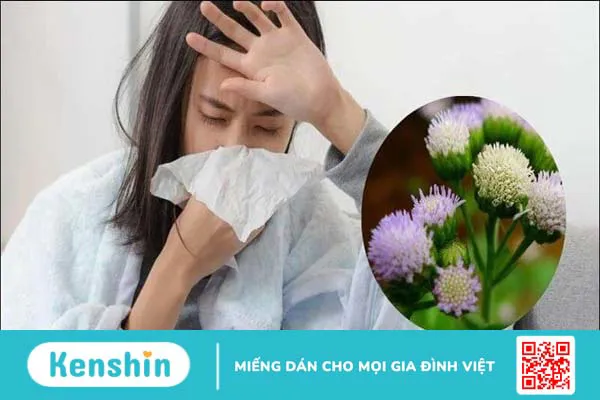 16 tác dụng của hoa cứt lợn và bài thuốc chữa viêm xoang hiệu quả