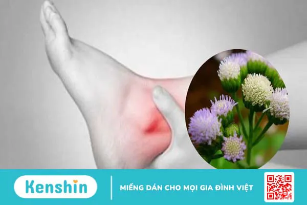 16 tác dụng của hoa cứt lợn và bài thuốc chữa viêm xoang hiệu quả