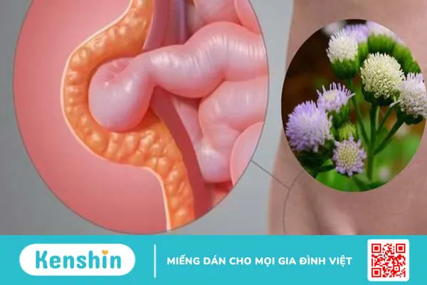 16 tác dụng của hoa cứt lợn và bài thuốc chữa viêm xoang hiệu quả