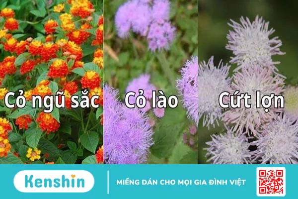 16 tác dụng của hoa cứt lợn và bài thuốc chữa viêm xoang hiệu quả