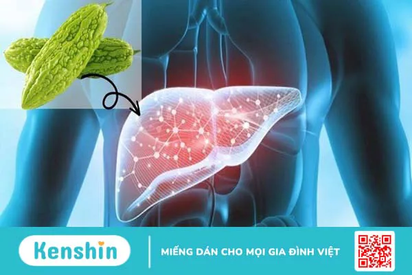 16 tác dụng của mướp đắng giúp chữa bệnh và lưu ý sử dụng