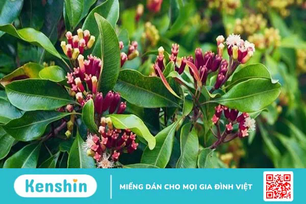 17 cách chữa viêm lợi tại nhà nhanh nhất, an toàn, hiệu quả