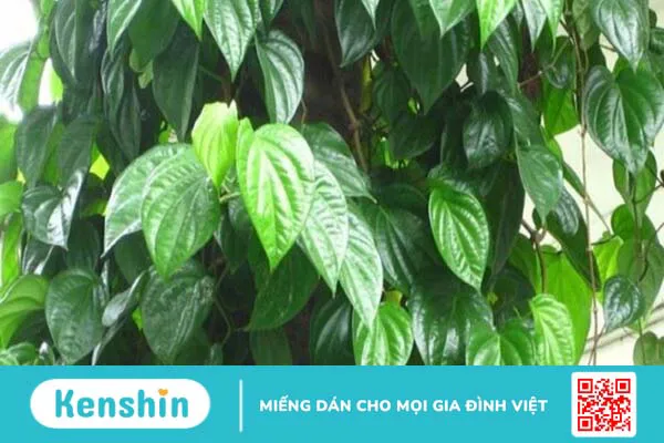 17 cách chữa viêm lợi tại nhà nhanh nhất, an toàn, hiệu quả