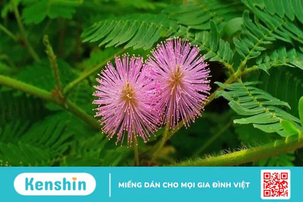 17 mẹo giảm đau lưng tại nhà hiệu quả