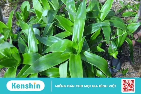 20 cách trị viêm amidan tại nhà an toàn, hiệu quả cao