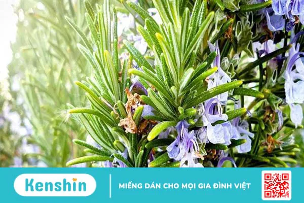 23 cách trị mụn trứng cá tại nhà an toàn, hiệu quả trong thời gian ngắn