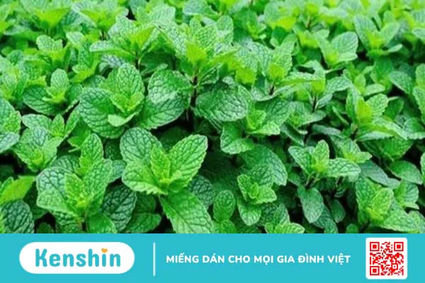 24 Cách trị hôi miệng tận gốc tại nhà đơn giản, hiệu quả