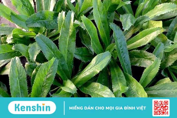 24 Cách trị hôi miệng tận gốc tại nhà đơn giản, hiệu quả