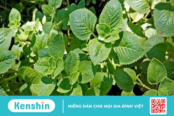 24 Cách trị hôi miệng tận gốc tại nhà đơn giản, hiệu quả