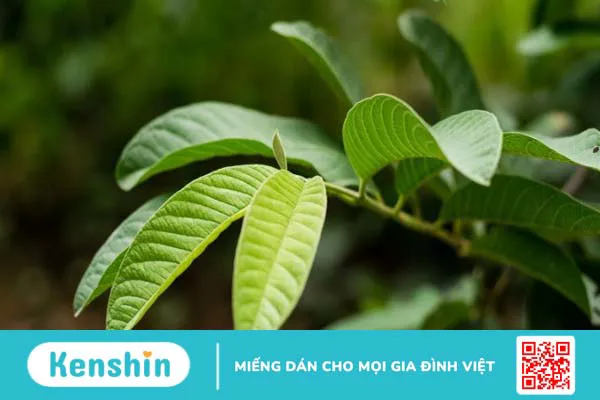 25 cách chữa hôi nách (viêm cánh) tại nhà hiệu quả bất ngờ