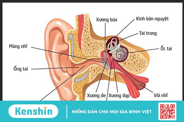 3 nguyên nhân viêm tai giữa có thể bạn chưa biết