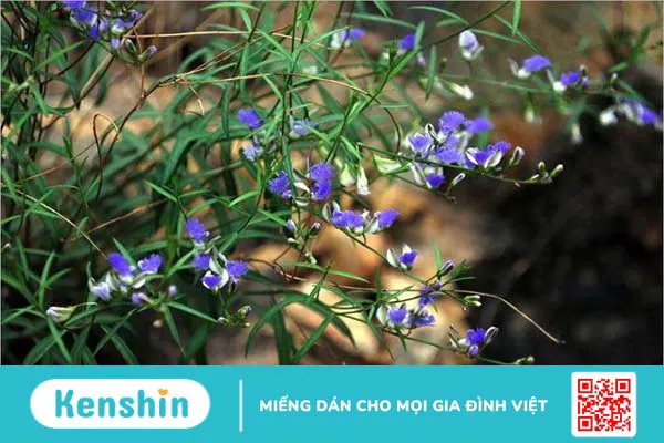 6 tác dụng chữa bệnh của cây viễn chí có thể bạn chưa biết