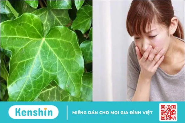 6 tác dụng của lá thường xuân đối với sức khỏe bạn cần biết