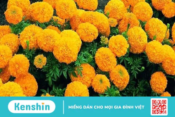 7 cách chữa nứt cổ gà khi cho con bú hiệu quả dành cho mẹ bỉm sữa