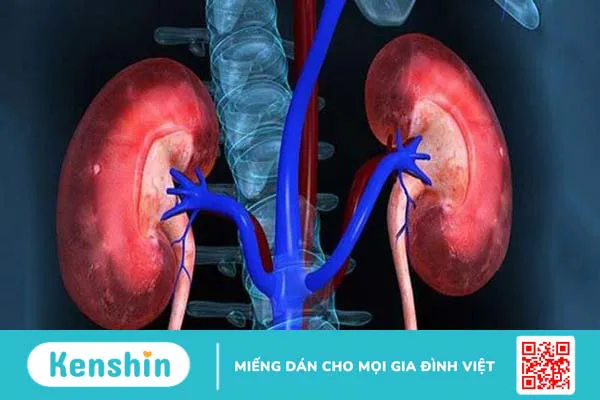 7 cách ngâm rượu đông trùng hạ thảo, công dụng và cách dùng hiệu quả