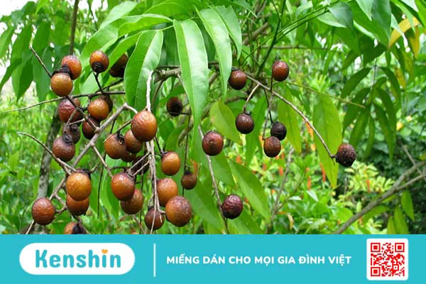 7 cây thuốc chữa viêm phế quản bạn nên biết