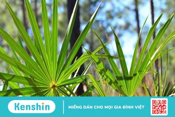 7 tác dụng của Saw Palmetto đối với sức khỏe bạn cần biết