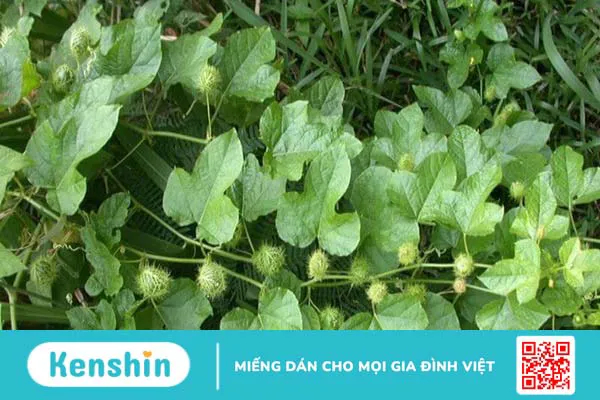 8 cách sử dụng cây lạc tiên chữa mất ngủ đơn giản, hiệu quả