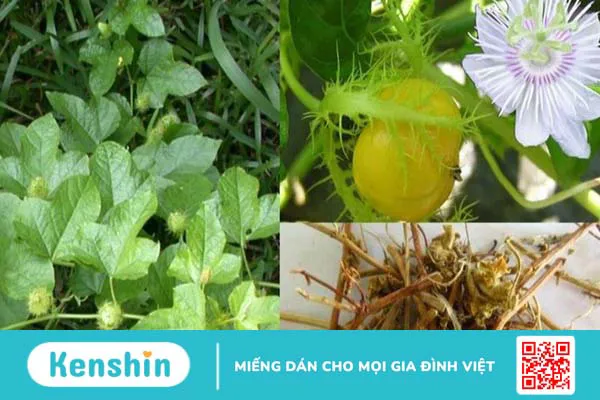 8 cách sử dụng cây lạc tiên chữa mất ngủ đơn giản, hiệu quả