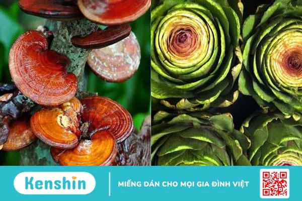 8 cách sử dụng nấm linh chi đơn giản, tốt cho sức khoẻ