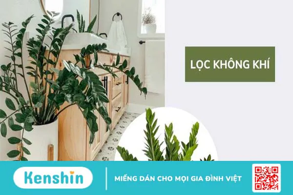 8 Lợi ích của cây kim tiền đối với sức khoẻ bạn nên biết