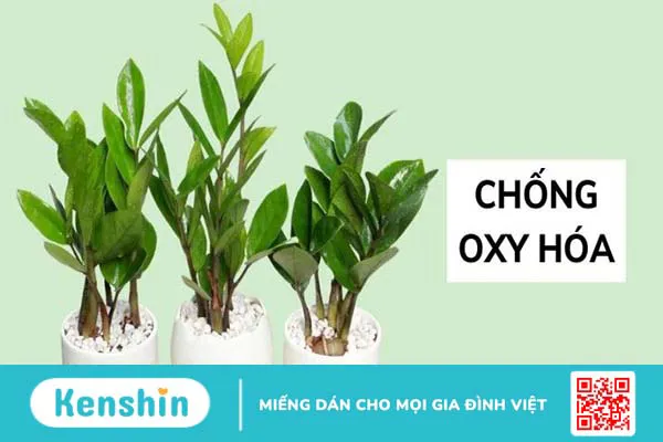 8 Lợi ích của cây kim tiền đối với sức khoẻ bạn nên biết