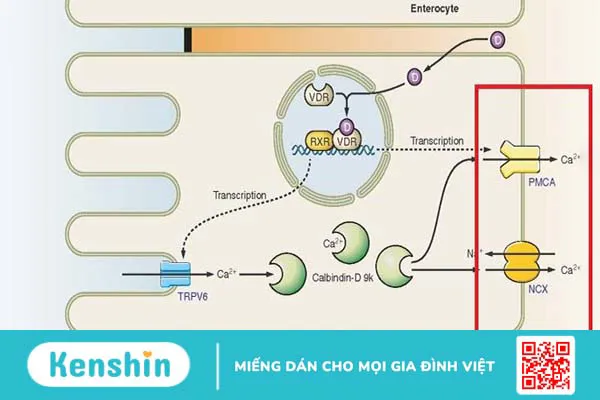 8 tác hại của quả sung – những người không nên ăn quả sung