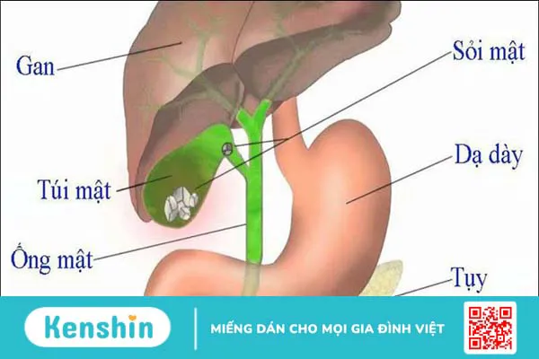 8 tác hại của quả sung – những người không nên ăn quả sung