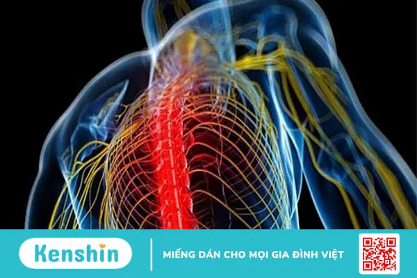 Acid alpha lipoic (ALA) là gì? Công dụng, cách dùng, tác dụng phụ, thực phẩm chứa ALA