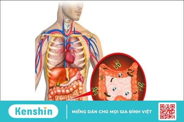 Ăn bắp cải có tốt không? 18 tác dụng của bắp cải với sức khoẻ