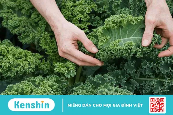 Ăn gì giải độc gan? 18 thực phẩm tiêu độc gan cho ngày hè nóng bức