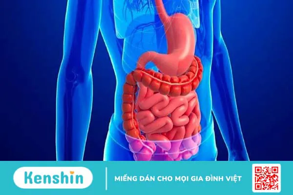 Ăn mướp có tốt không? 19 tác dụng tuyệt vời của mướp và lưu ý khi ăn