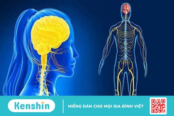 Ăn ớt chuông có tác dụng gì? 12 tác dụng đối với sức khỏe