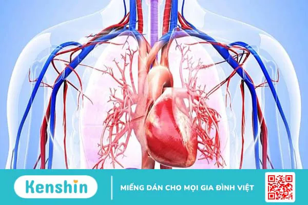 Ăn vải có tốt không? 20 tác dụng của quả vải và các lưu ý khi ăn vải