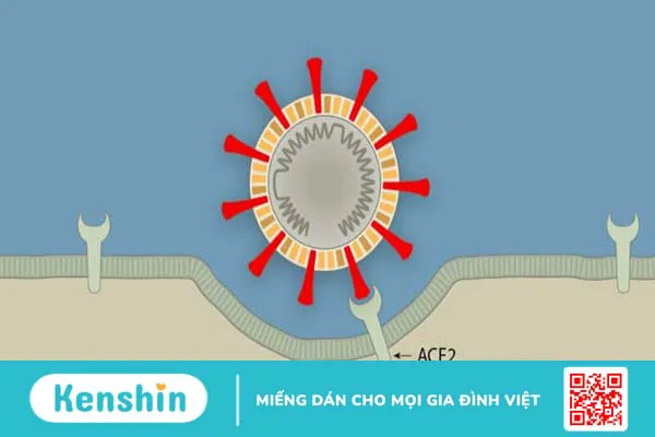 Ảnh hưởng trực tiếp của virus Covid-19 trên gan