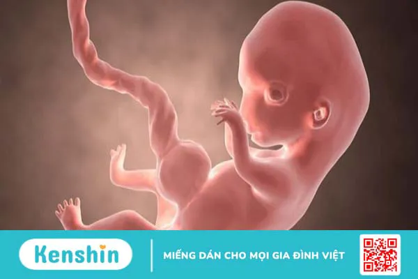 Bà bầu ăn mít được không? 10 lợi ích sức khỏe và 4 tác hại với thai kỳ