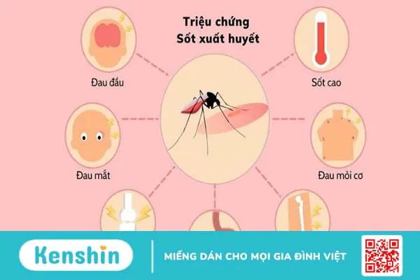 Bà bầu bị sốt xuất huyết khi mang thai có sao không? Lưu ý chăm sóc