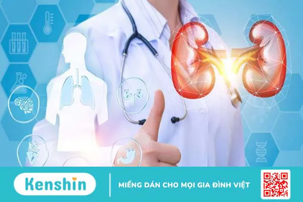 Ba kích có tác dụng gì? Ba kích có thật sự giúp bổ thận tráng dương