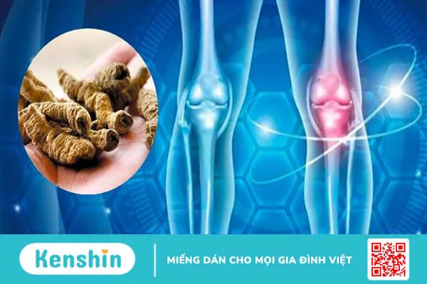 Ba kích có tác dụng gì? Ba kích có thật sự giúp bổ thận tráng dương