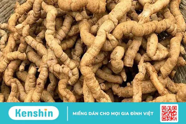 Ba kích có tác dụng gì? Ba kích có thật sự giúp bổ thận tráng dương