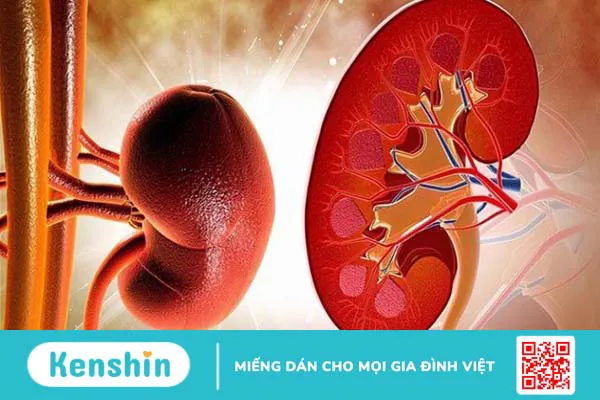 Ba kích có tác dụng gì? Ba kích có thật sự giúp bổ thận tráng dương