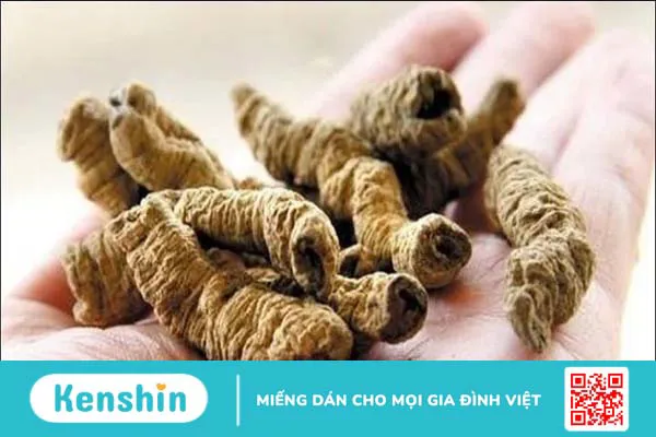 Ba kích có tác dụng gì? Ba kích có thật sự giúp bổ thận tráng dương