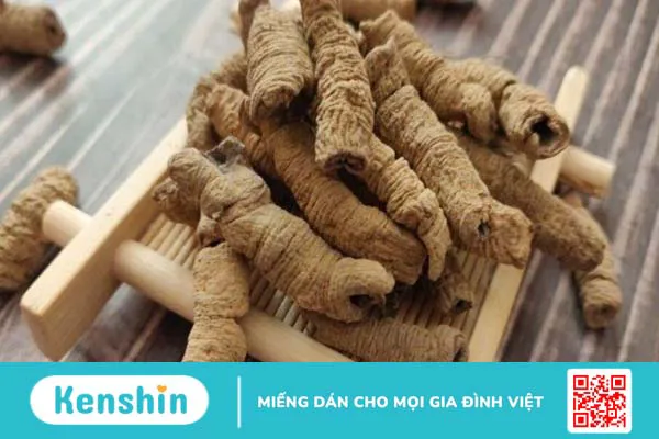 Ba kích có tác dụng gì? Ba kích có thật sự giúp bổ thận tráng dương