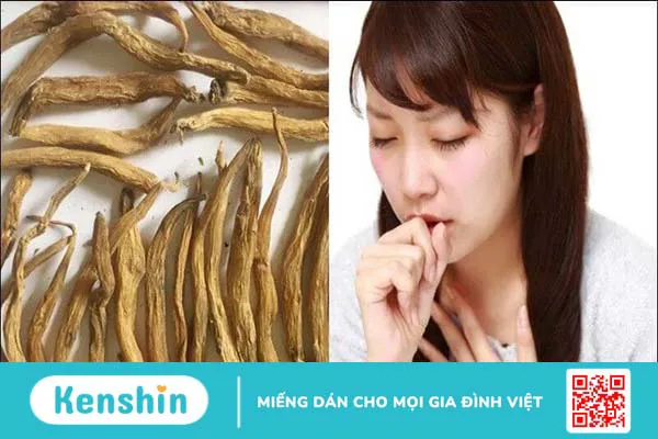 Bách bộ có tác dụng gì? Công dụng và liều dùng bách bộ