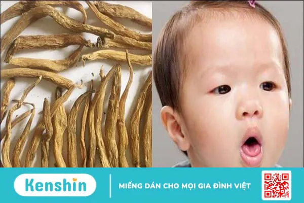 Bách bộ có tác dụng gì? Công dụng và liều dùng bách bộ