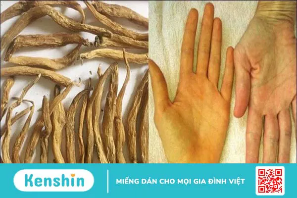 Bách bộ có tác dụng gì? Công dụng và liều dùng bách bộ