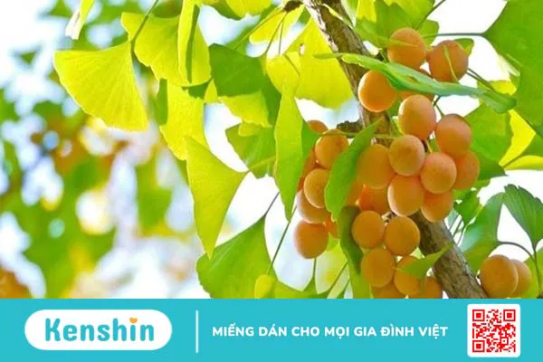 Bạch quả là gì? 8 tác dụng của bạch quả đối với cơ thể