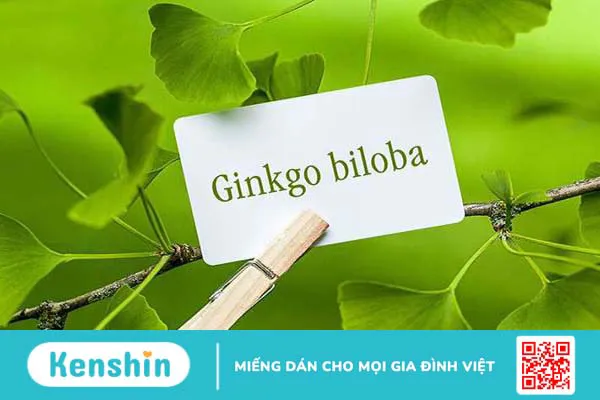 Bạch quả là gì? 8 tác dụng của bạch quả đối với cơ thể